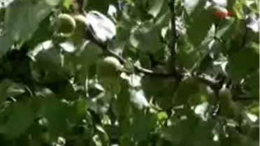 Erzincan - Milletvekilinin Adı Kayısıda Yaşayacak