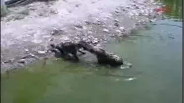 İzmir - Doğal Yaşam Parkı?Nın Sevimli Sakinleri Sudan Çıkmaz Oldular