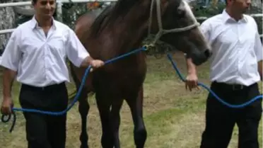 Otomobil Fiyatına Arap Tayı