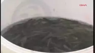 Bolu - Abant Gölü'ne 180 Bin Abant Alası Bırakıldı