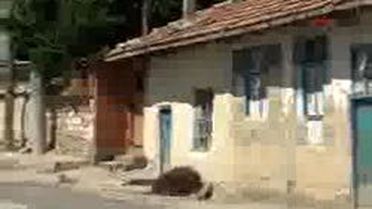 Emine Teyzeye Devlet Eli
