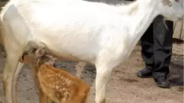 Yavru Karacaya Keçiler Annelik Yapıyor