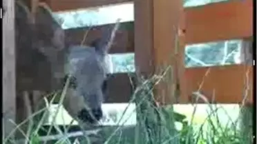 Yavru Karacayı Keçi Sahiplendi