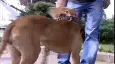 Toplama Kararına, Pıtbull Sahiplerinden Tepki...