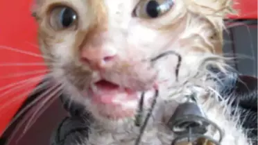 Balık Oltasıyla İşkence Yapılan Kedi Emin Ellerde