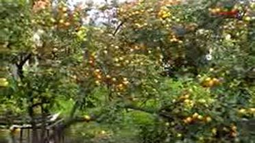 Limon Üreticisini Güldürmedi