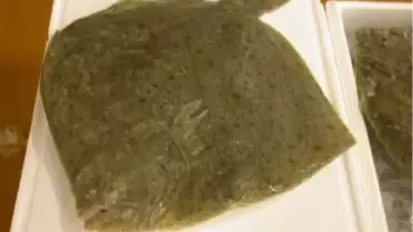 Norveçli Düğmesiz Kalkan Yerli Kalkanın Tahtını Zorluyor