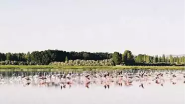 Türkiye'de 465 Kuş Türünden 194'ü Niğde'de