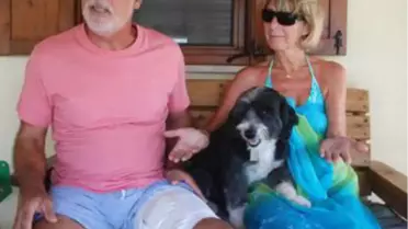 İngiliz Turiste, İki Boxer Cinsi Köpek Saldırdı