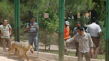 Hayvanat Bahçesindeki Kurt, Minik İlknur'un Parmağını Kopardı