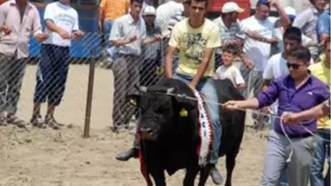 Tire'de Boğa Güreşi Heyecanı