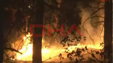 Pendik'te Orman Yangını