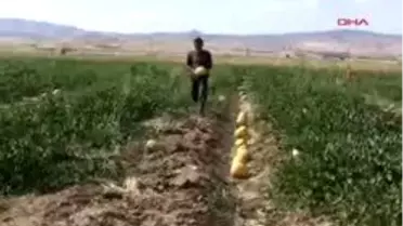 Fareli Köyün Avcıları