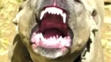 Eskişehir'de Pitbull Dehşeti