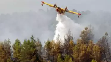 Sıcaklar Ormanları Tehdit Ediyor
