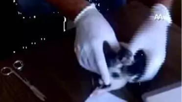 Üçüz Kediler Hayata Tutundu