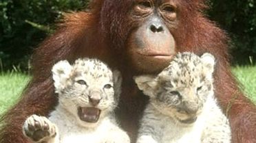 Aslan Bakıcısı Orangutan