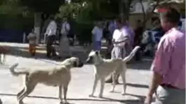 Denizli - Dövüş Yerine Güzellik Yarışması
Denizli´Nin Köpek Dövüşleriyle Gündeme Gelen Baklan İlçesi´Nde Oluşan Olumsuz İmajın Silinmesi İçin Belediye Tarafından 1. Baklan Ovası Organik Tarım Ve Kültür Şenliği Kapsamında `Köpek Güzellik Yarışması' Düzenlendi.