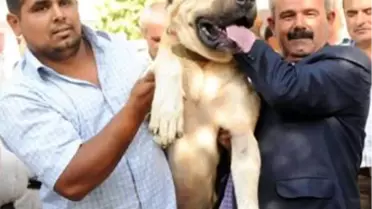 Dövüş Yerine Güzellik Yarışması