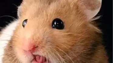 Kız Arkadaşına Kızdı, Evcil Suriye Hamsteını Mikrodalgada Pişirdi