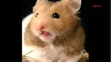 Kız Arkadaşına Kızdı, Evcil Suriye Hamsterini Mikrodalgada Pişirdi