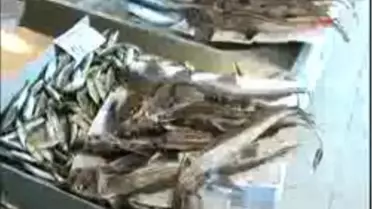 Marmara'dan Çıkan Ürkütücü Balığın Türü Belirlendi