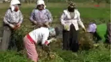 Osmaniye - Vali Cerrah Traktöre Binip Fıstık Hasadı Yaptı