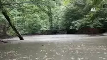 Yedigöller'e ''Sarı Bahar'' Geldi