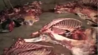 'Biz de Yiyoruz Ne Var Bunda'