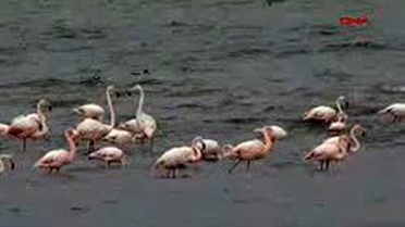 Van'da İlk Kez Flamingo Festivali