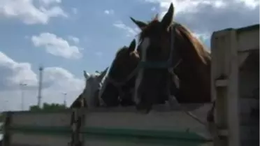 Vatandaşı Kaçak Et Korkusu Sardı!