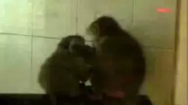 Gaziantep Hayvanat Bahçesi Gabi'yi Bekliyor 