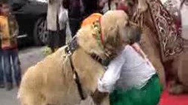 Tanıtımda Köpek Ve Deve Sürprizi