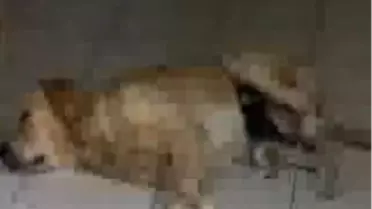 Kedi-Köpek Dostluğu