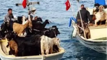Keçiler Tatile Çıktı