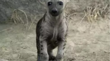 'Şımarık' İlgi Odağı Oldu