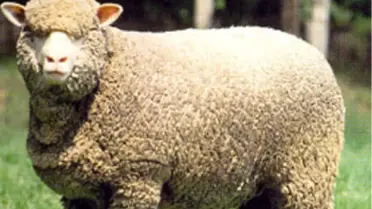 Bunlarda İthal Kurbanlık