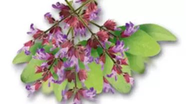 Gribe Karşı Koruyucu Gargara