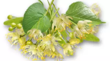 İltihap Giderici Mucize Bitki: Ihlamur Çiçeği