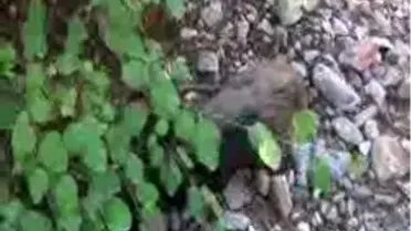 Lise Öğrencilerinin Bulduğu Domuz Yavrusu Ameliyatla Kurtarıldı