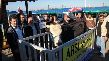 Kurban Olmayacak Hayvanlar Tespit Ediliyor...