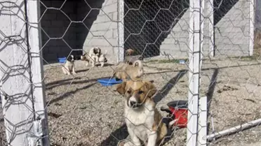 Yaşamak Bütün Canlıların Hakkı