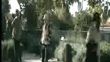 Uzakdoğulu Konuklar Zeytin Hasadında