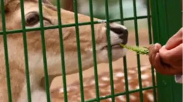 Hayvanat Bahçesi Kışa Hazır