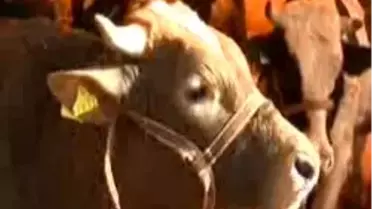 'Kurban Alırken Pasaport Ve Sağlık Raporu İsteyin'