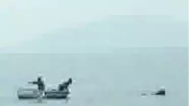 Çanakkale - Kaçan Dana Soluğu Denizde Aldı, 3 Mil Yüzdü