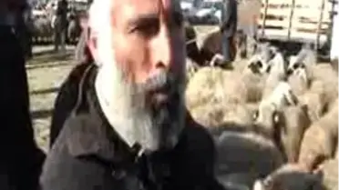 Dört Boynuzlu Koçlar