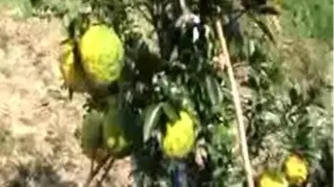Ağaçtaki Mandalina Mı , Kavun Mu ?