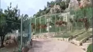 Antalya - Hayvanat Bahçesinde Güvercin Hırsızlığı