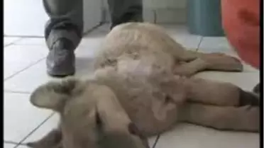 Diyarbakır - Kimi Şiddet, Kimi Kaza Mağduru...